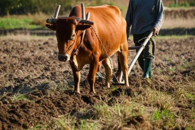 Illustration shims - Image 1