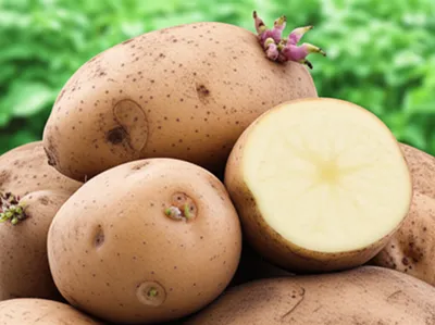 Illustration potatoes