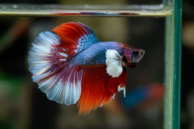 Illustration beta - Image 1