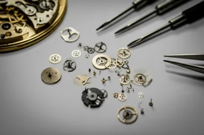 Illustration dissecting - Image 1