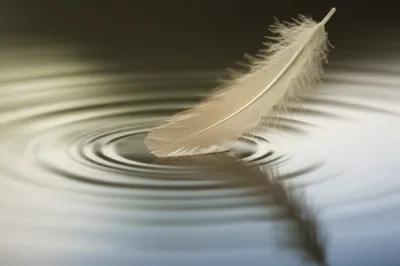 Illustration lipped - Image 1