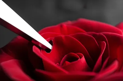 Illustration piercer - Image 1