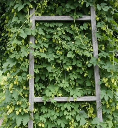 Illustration binds - Image 1