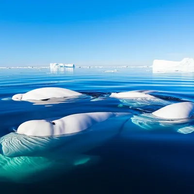 Illustration belugas