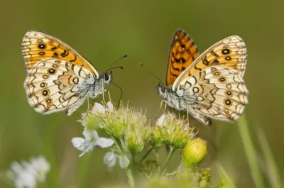 Illustration ringlets - Image 1