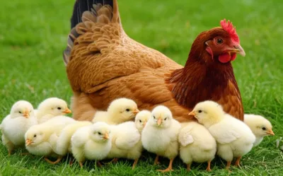 Illustration clutch - Image 1