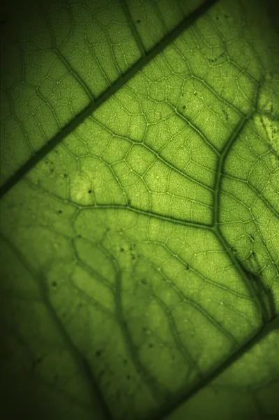 Illustration veined - Image 1