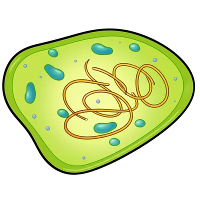 Illustration prokaryotes