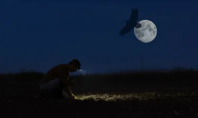 Illustration nighthawk - Image 1