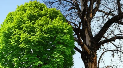 Illustration pathogenic