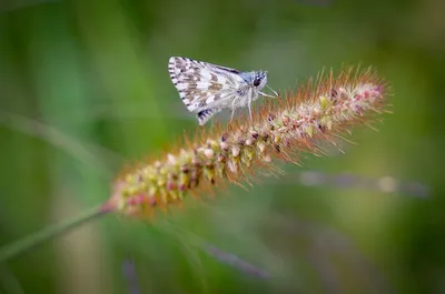 Illustration grizzle - Image 2