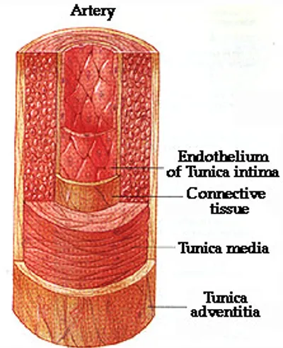 Illustration media - Image 2