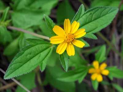 Illustration blackjack - Image 1