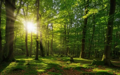 Illustration wooded - Image 1