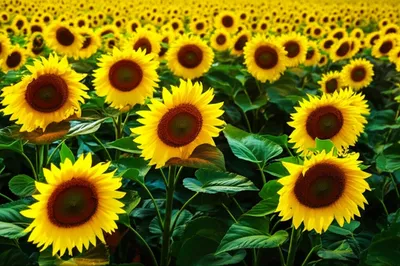 Illustration checker - Image 1