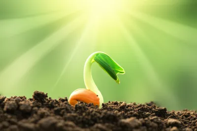 Illustration began - Image 1