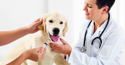 Illustration wormed - Image 1