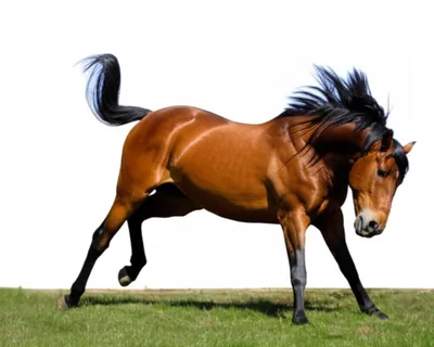 Illustration buck - Image 1