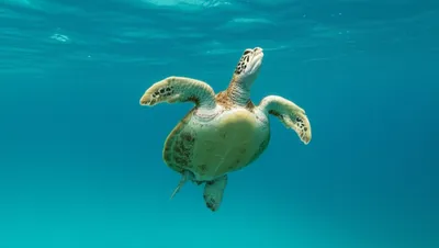 Illustration turtle - Image 1