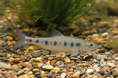 Illustration gobies - Image 1