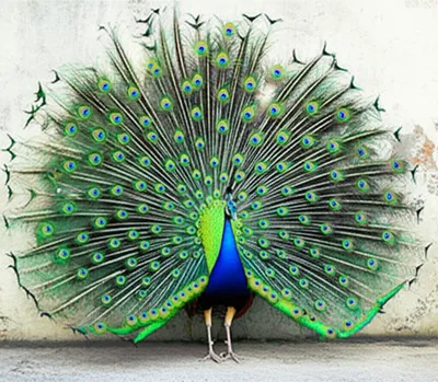 Illustration ostentatious