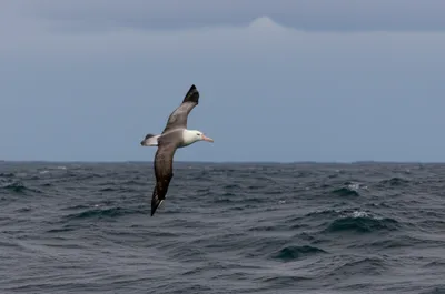 Illustration nomads - Image 1