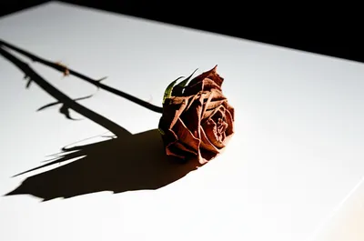 Illustration undesired