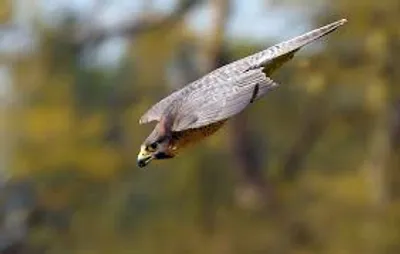 Hình ảnh minh họa stoop - Ảnh 2