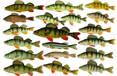 Illustration perch - Image 1