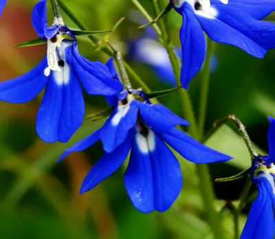 Illustration lobelias