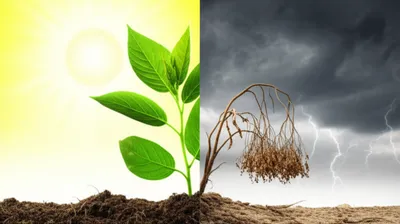 Hình ảnh minh họa doth - Ảnh 1