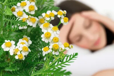 Illustration feverfew - Image 1