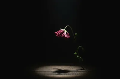 Illustration blamed - Image 1