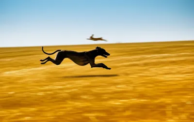 Illustration coursing - Image 1