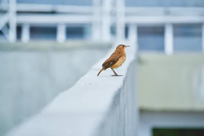 Illustration ovenbird - Image 2