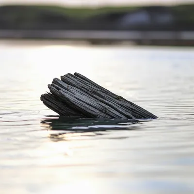 Illustration driftwood