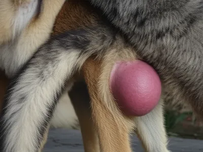 Illustration knot - Image 1