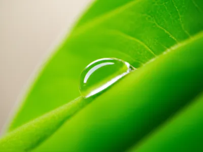 Illustration dewy - Image 1