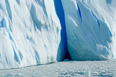 Illustration calf - Image 1