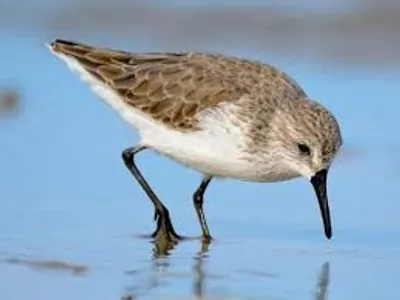 Illustration peep - Image 4