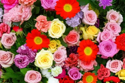 Illustration bloom - Image 1