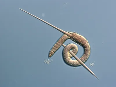 Illustration spicule - Image 1