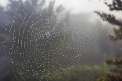 Illustration arachnoid - Image 1