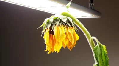 Illustration compensates - Image 1