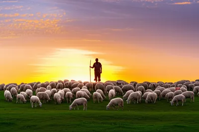 Illustration shepherds