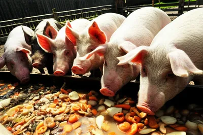 Illustration slops - Image 1