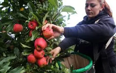 Illustration picker - Image 2