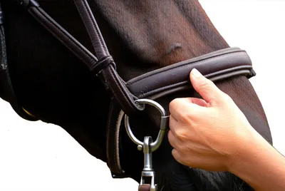 Illustration snaffle - Image 1