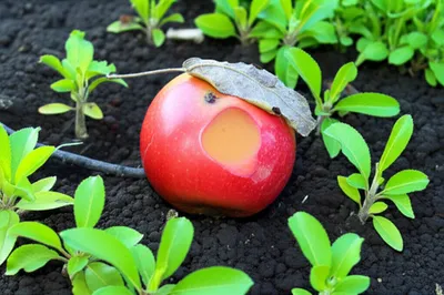 Illustration perish - Image 1