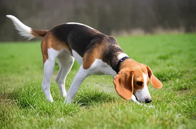 Illustration ranger - Image 1